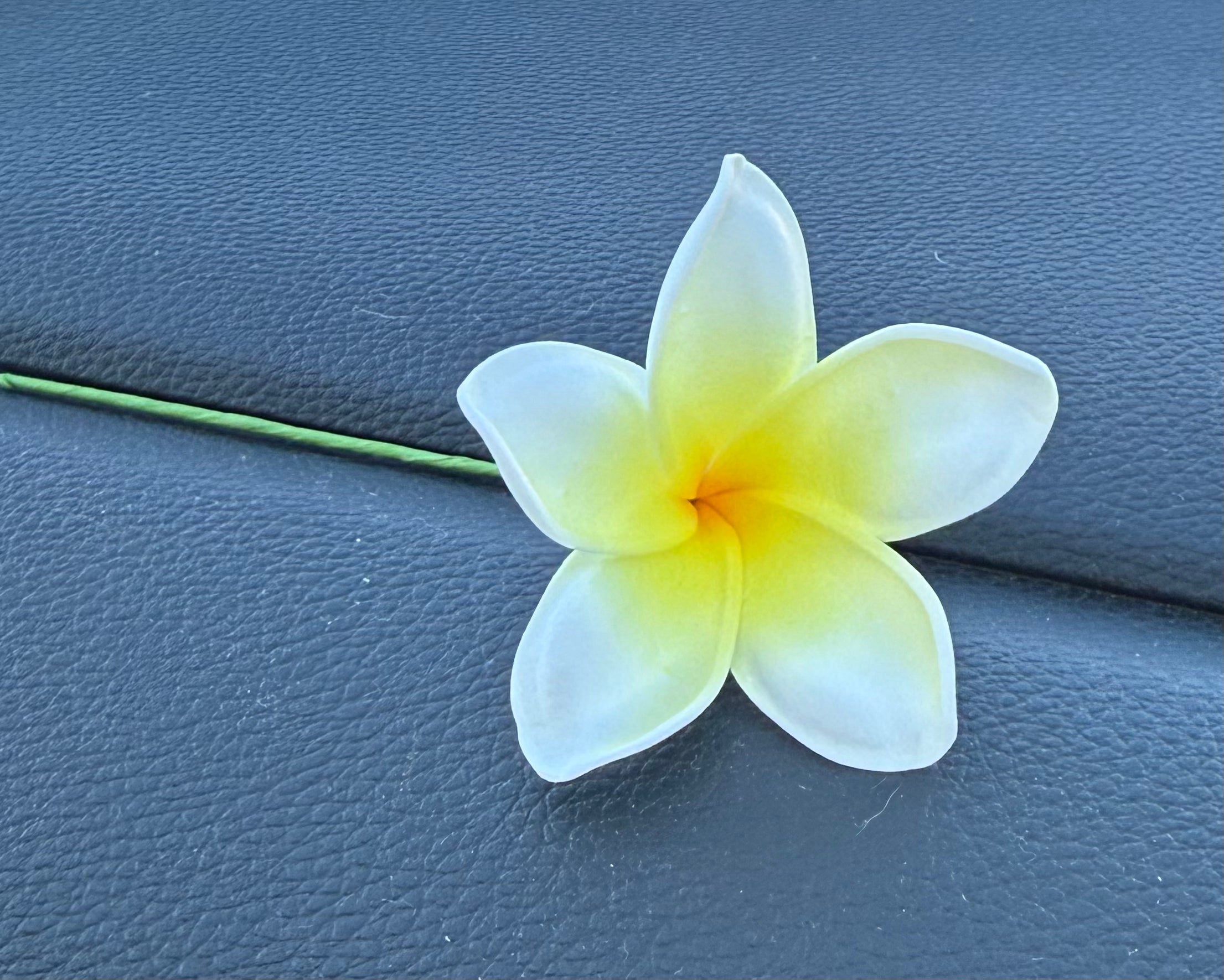 Plumeria