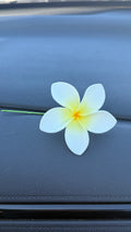 Plumeria