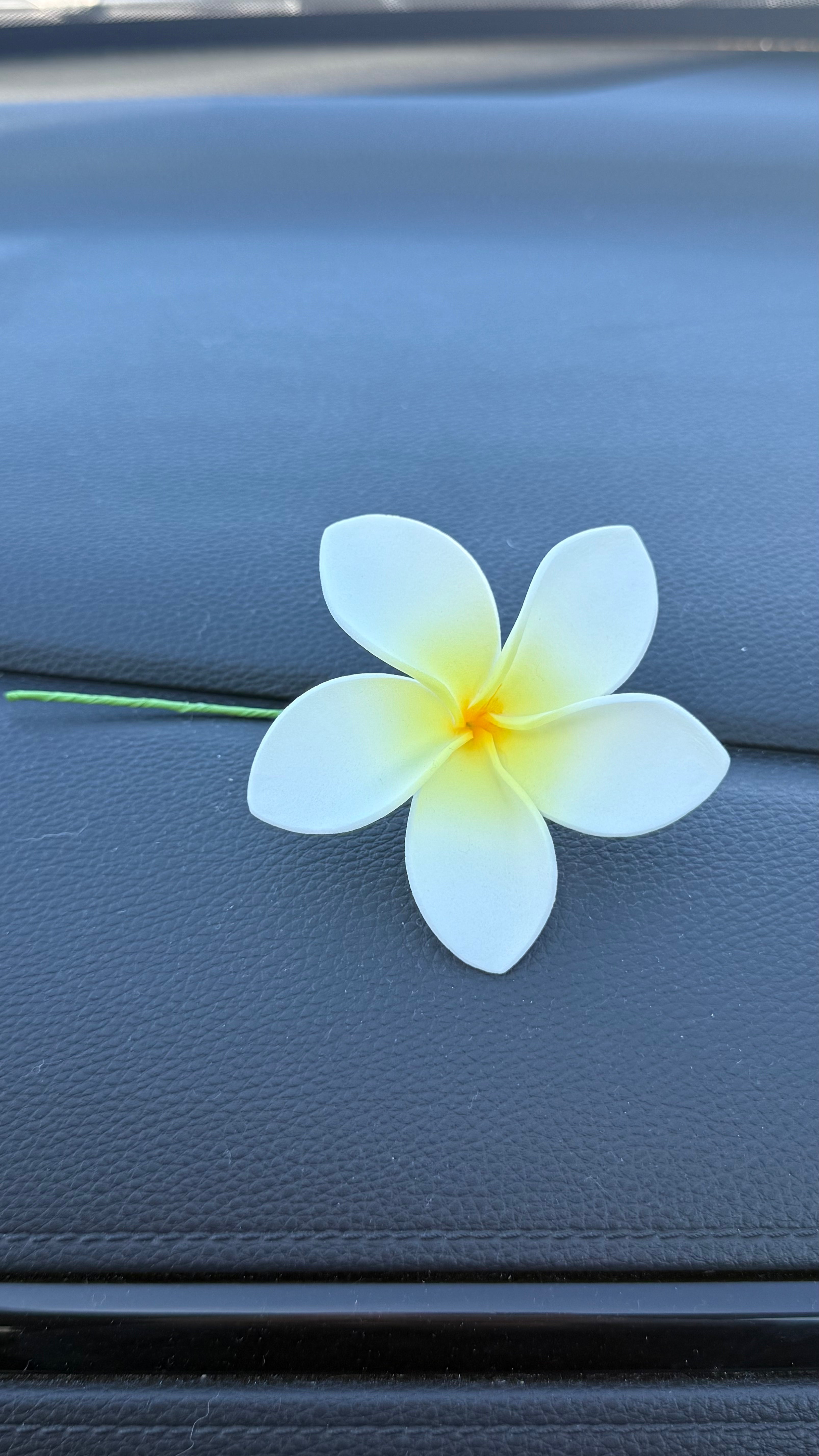 Plumeria