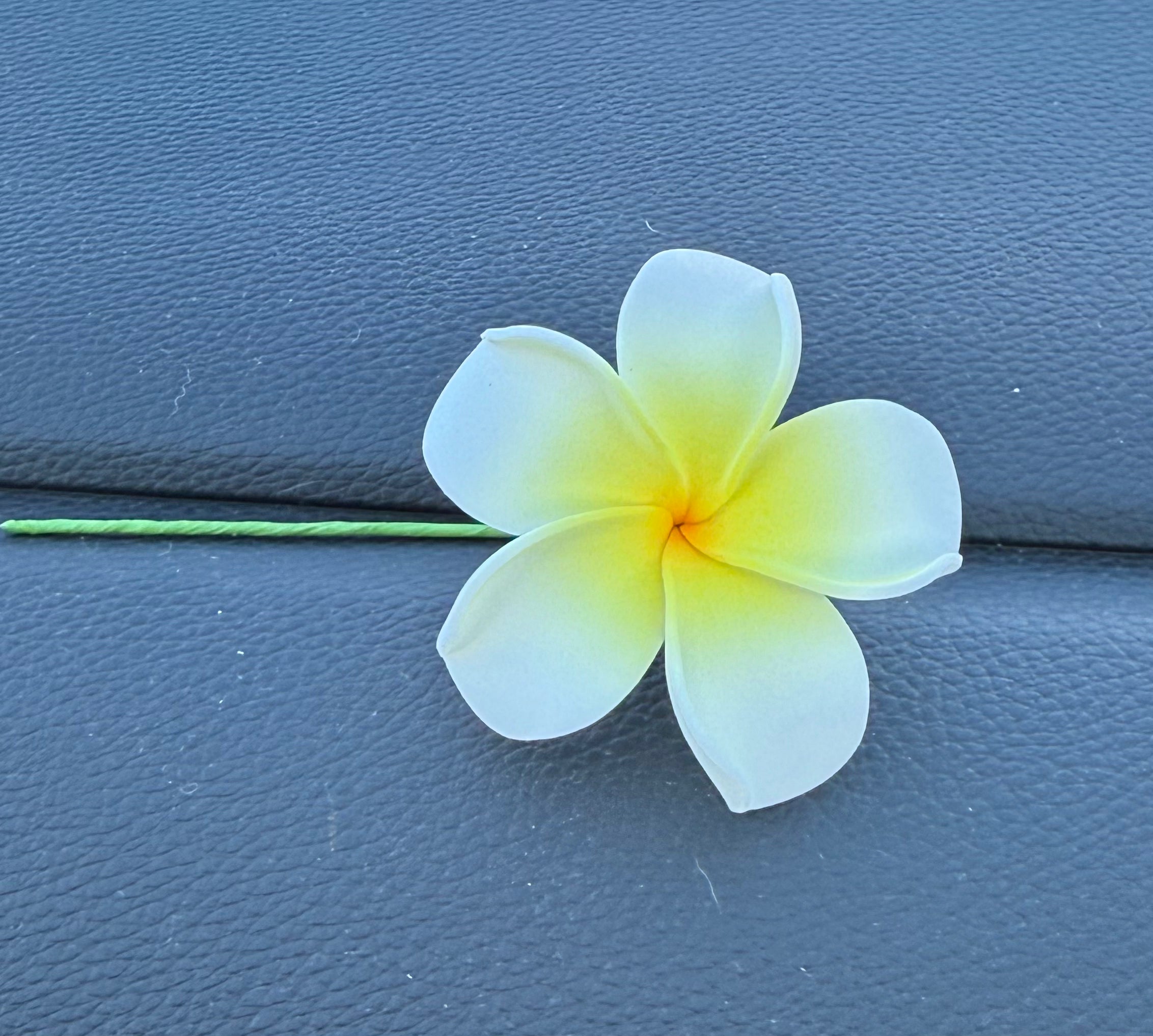 Plumeria